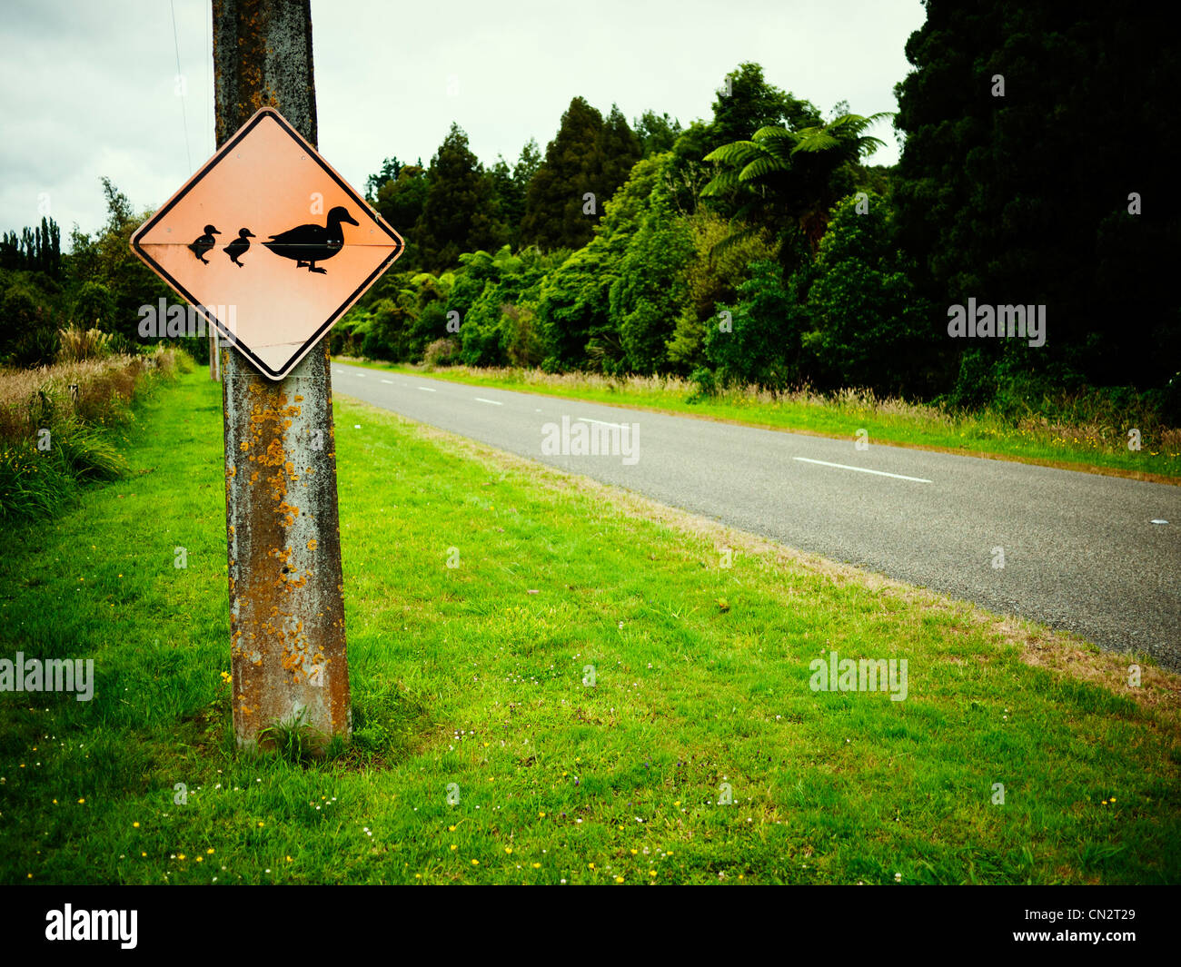 Ten cuidado con la madre pato y patitos, señales de carretera, Nueva Zelanda. Foto de stock