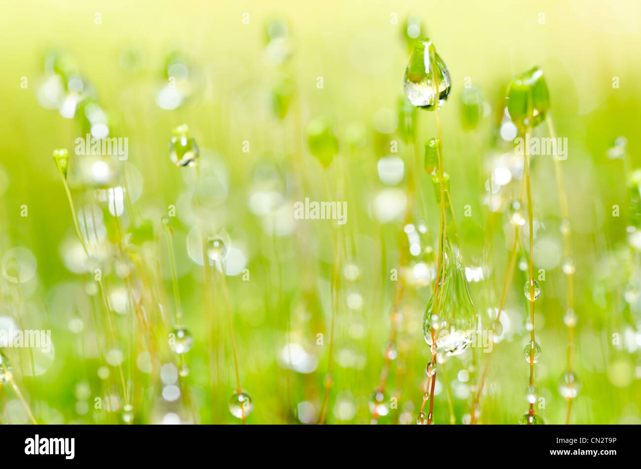 Moss y gotas de agua dulce macro en la naturaleza o en verde bosque Fotografía de stock Alamy