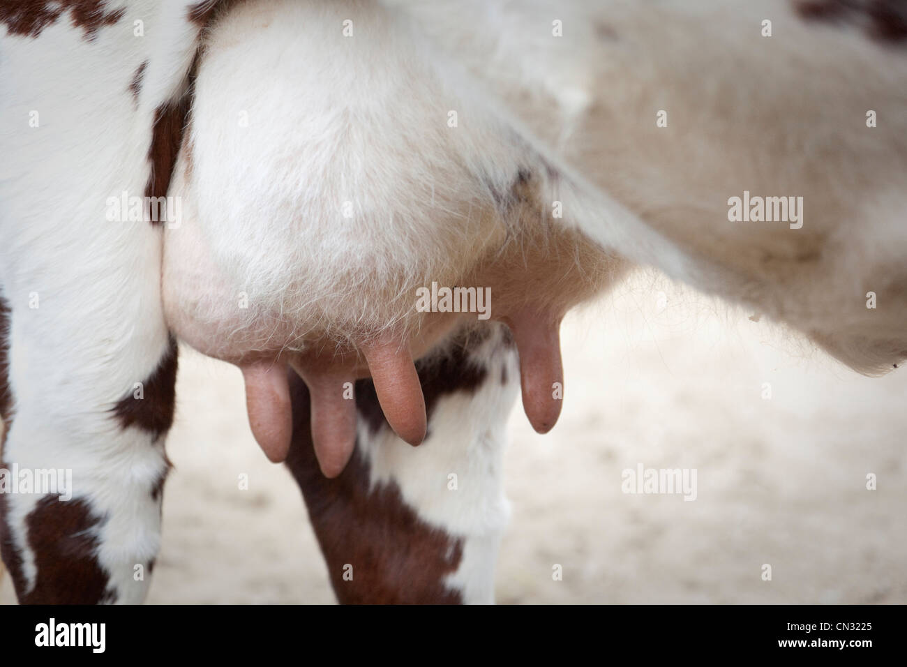 Detalle de la ubre de la vaca, Tilden Parque Regional, Berkeley, California, EE.UU. Foto de stock