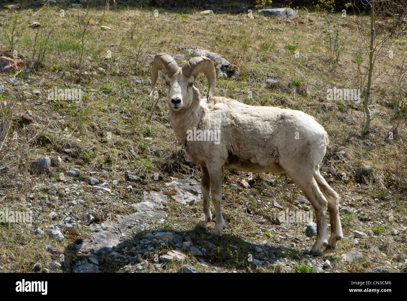 Big Horn Sheep, Kananaskis, Alberta, Canadá Foto de stock