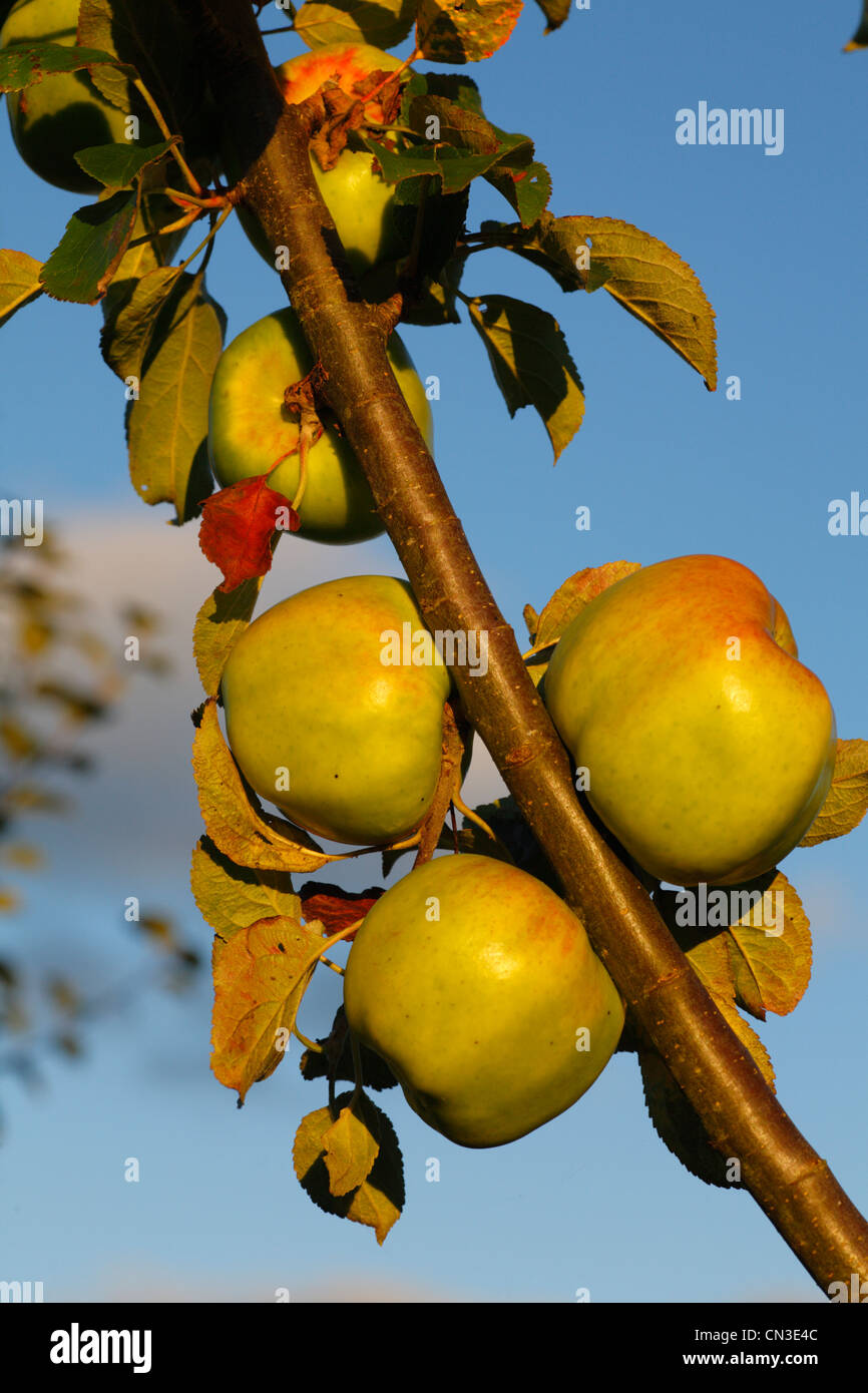 Cultivado manzanos (Malus domestica) variedad ' Lord Derby'. Una variedad culinaria. Foto de stock