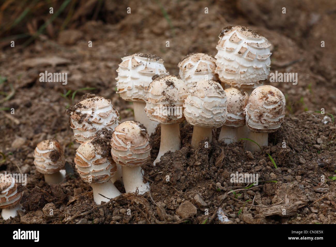 Shaggy sombrilla hongos (Macrolepiota rhacodes) grupo de órganos de fructificación surgidos desde el suelo. Powys, Gales. De octubre. Foto de stock