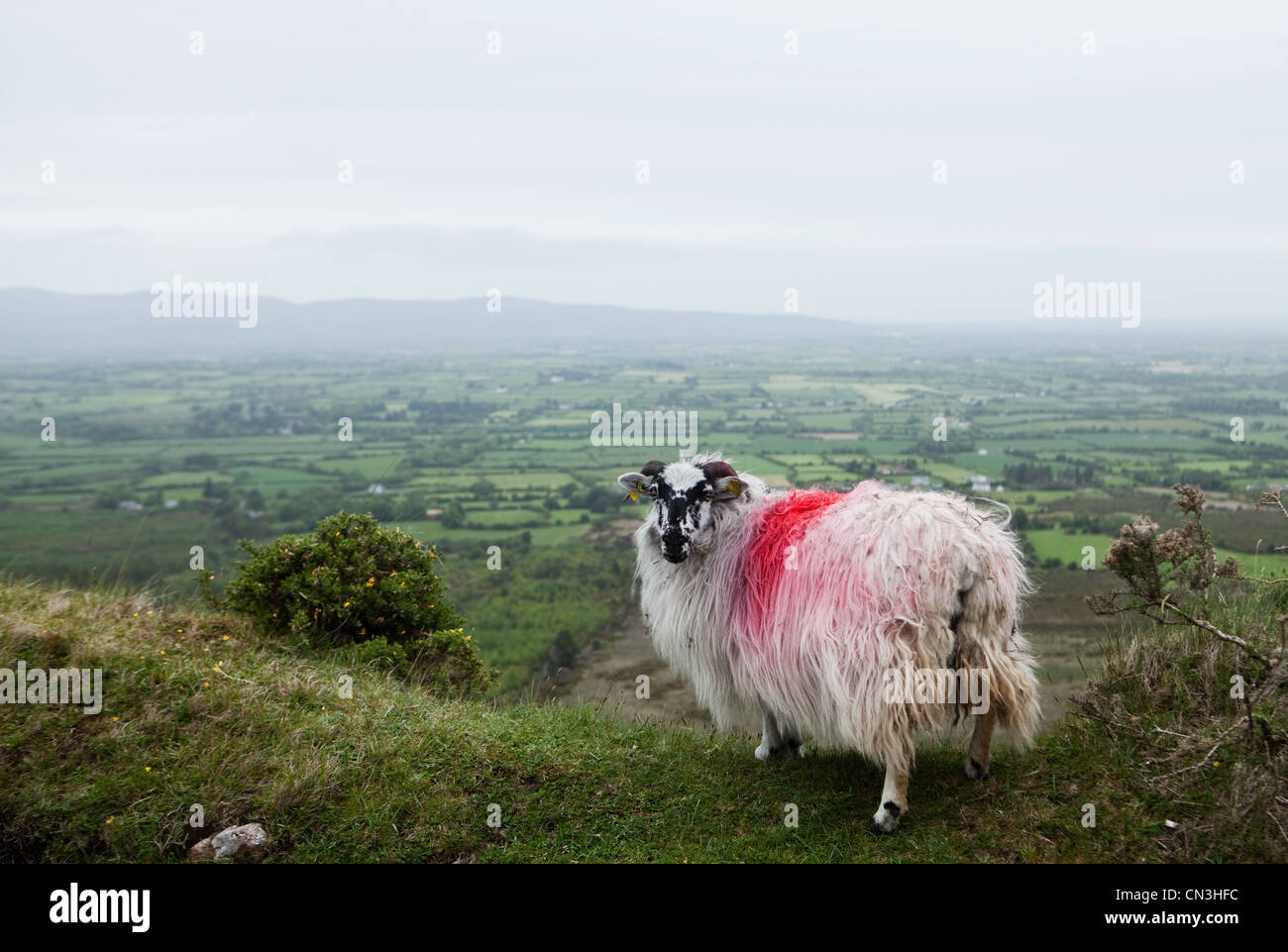 Pintado con spray ovejas en Hillside Foto de stock