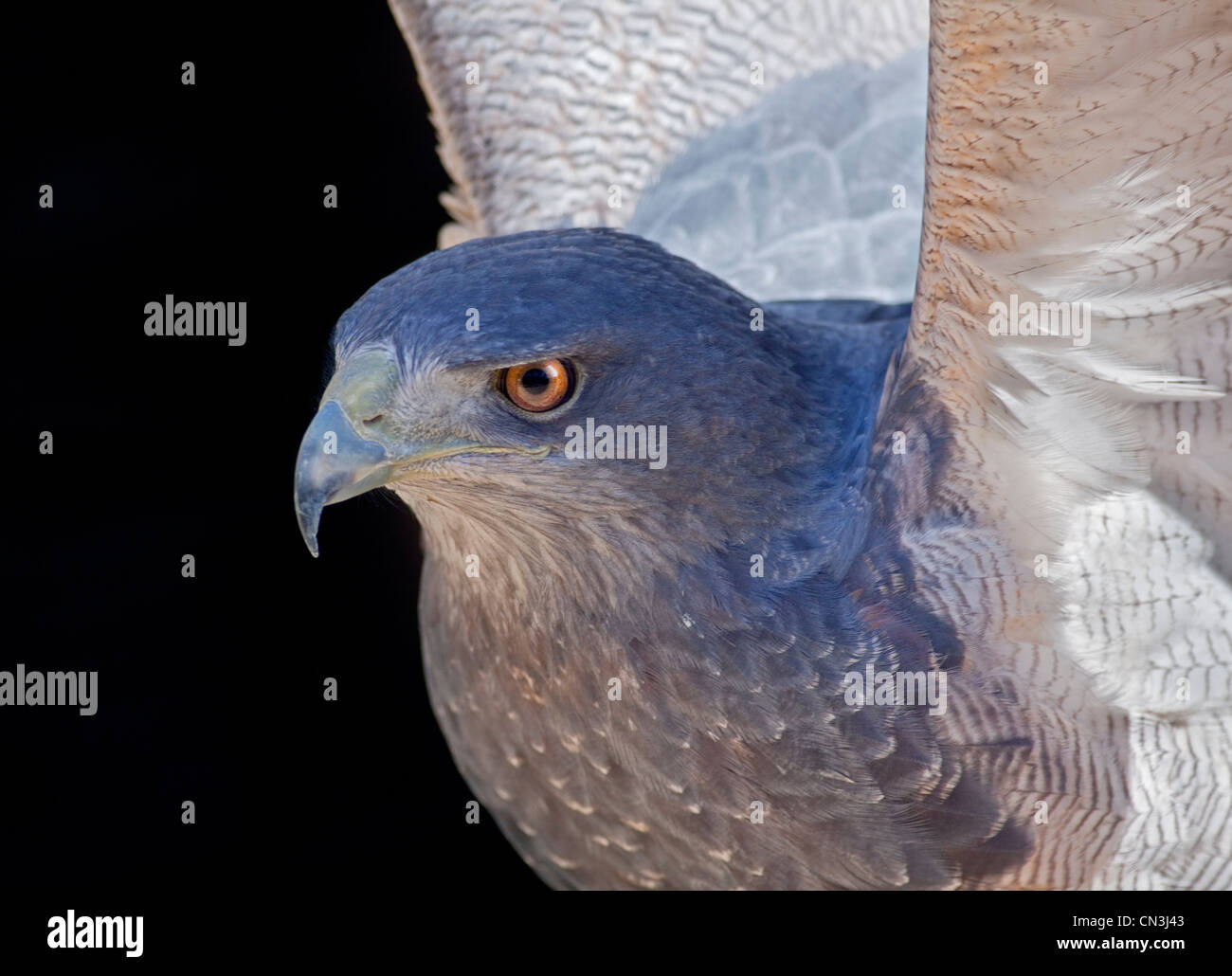 Eagle chileno/BlackChested Buzzard Eagle/Chilena Águila azul/gris