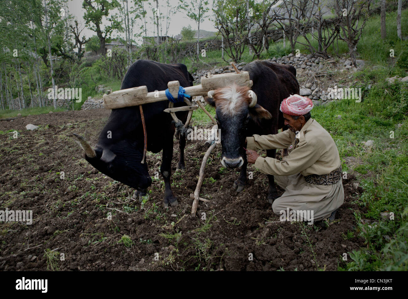 Un agricultor arando con sus bueyes en la misma manera como lo hizo su padre y su abuelo antes que él. Foto de stock