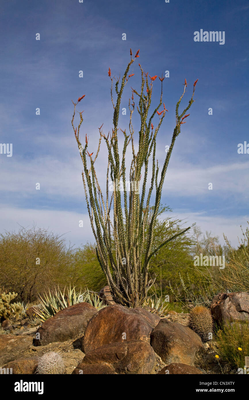 Ocotillo cactus, que crece en el desierto de Sonora, Arizona, Fouquieria splendens Foto de stock