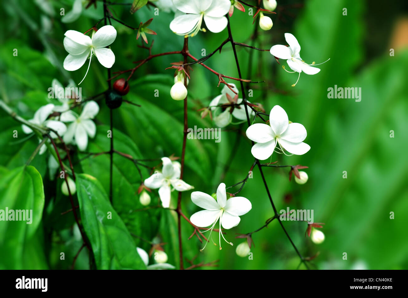 Flor blanca en el jardín (Clerodendrum smithianum) Foto de stock