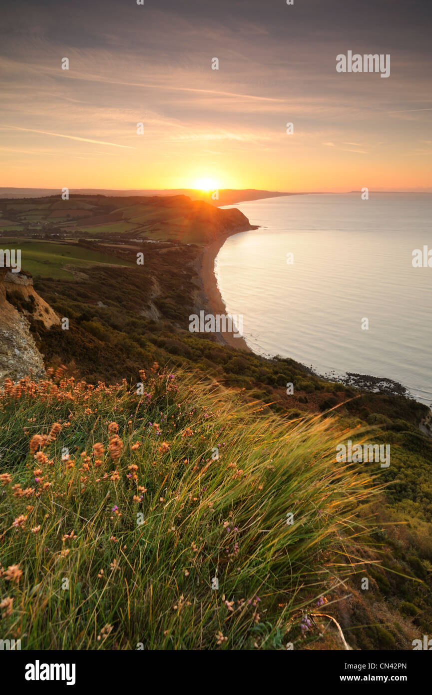 Windswept hierba iluminada por el sol de oro en la cima de la tapa en la Costa Jurásica de Dorset. Foto de stock
