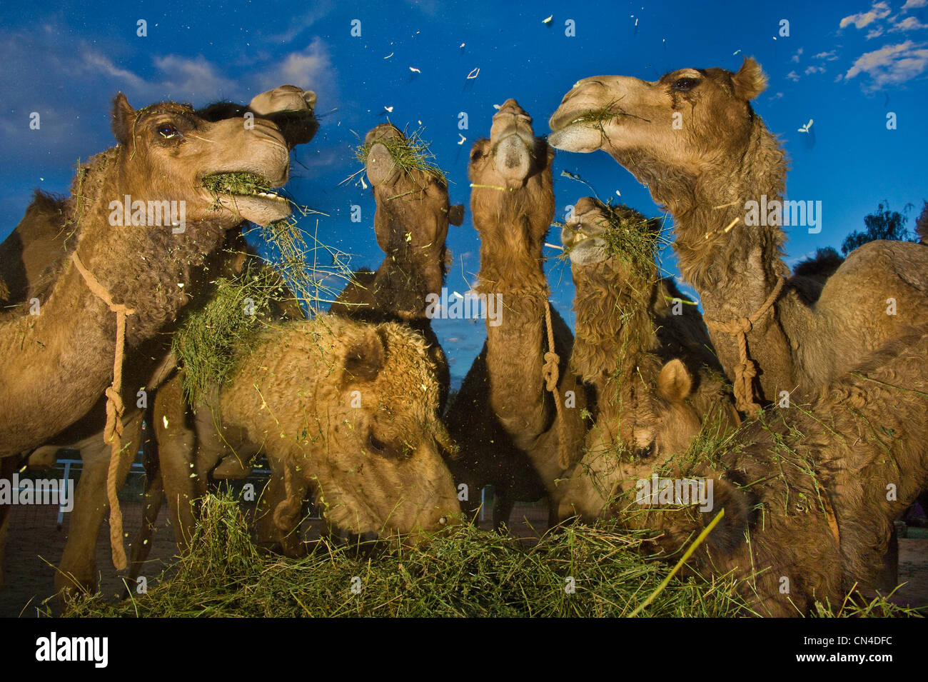 Australia, Northern Territory, Alice Springs, camel Foto de stock