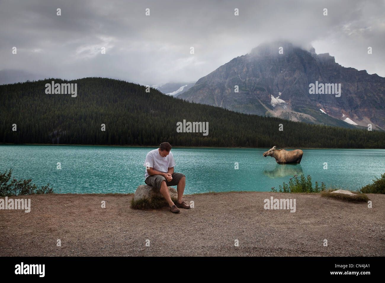 El hombre y el alce en el Parque Nacional Banff, Alberta, Canadá Foto de stock