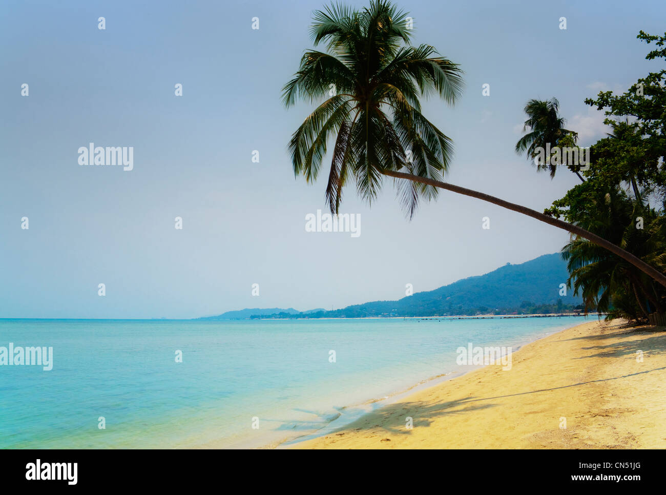 Una palmera se inclina sobre una playa de arena dorada . Un tranquilo mar turquesa suave bajo un cielo despejado en la isla tailandesa de Koh Samui' Foto de stock