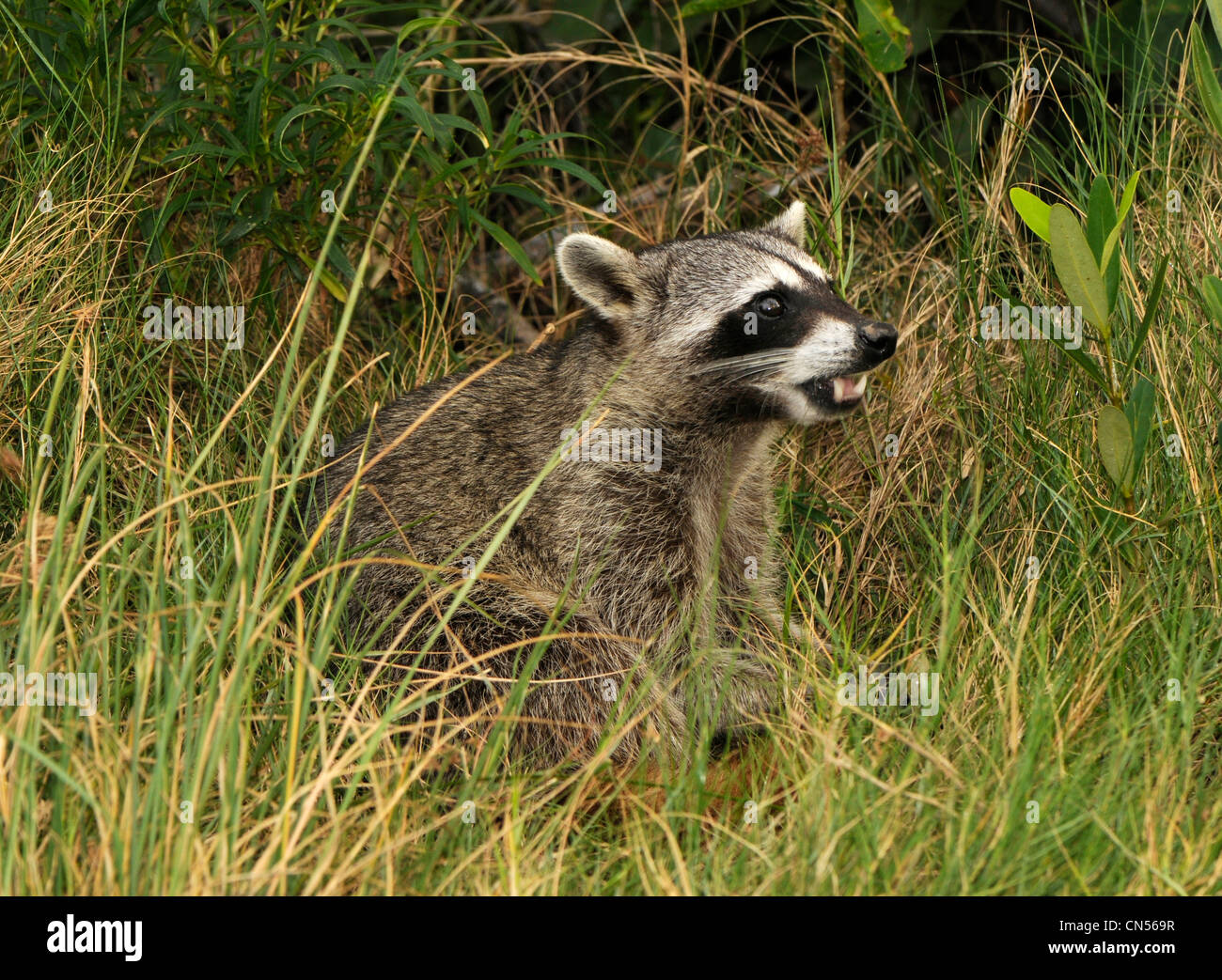 Cozumel mapache (procyon pygmaeus) Foto de stock