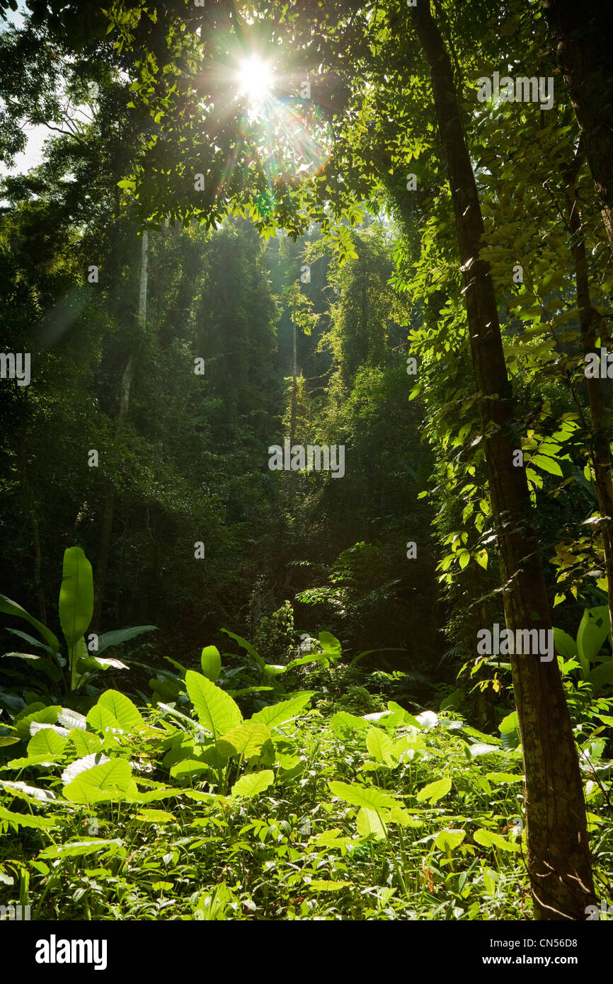 Escena de la selva en Koh Yao Noi, una de las islas de Tailandia. Foto de stock