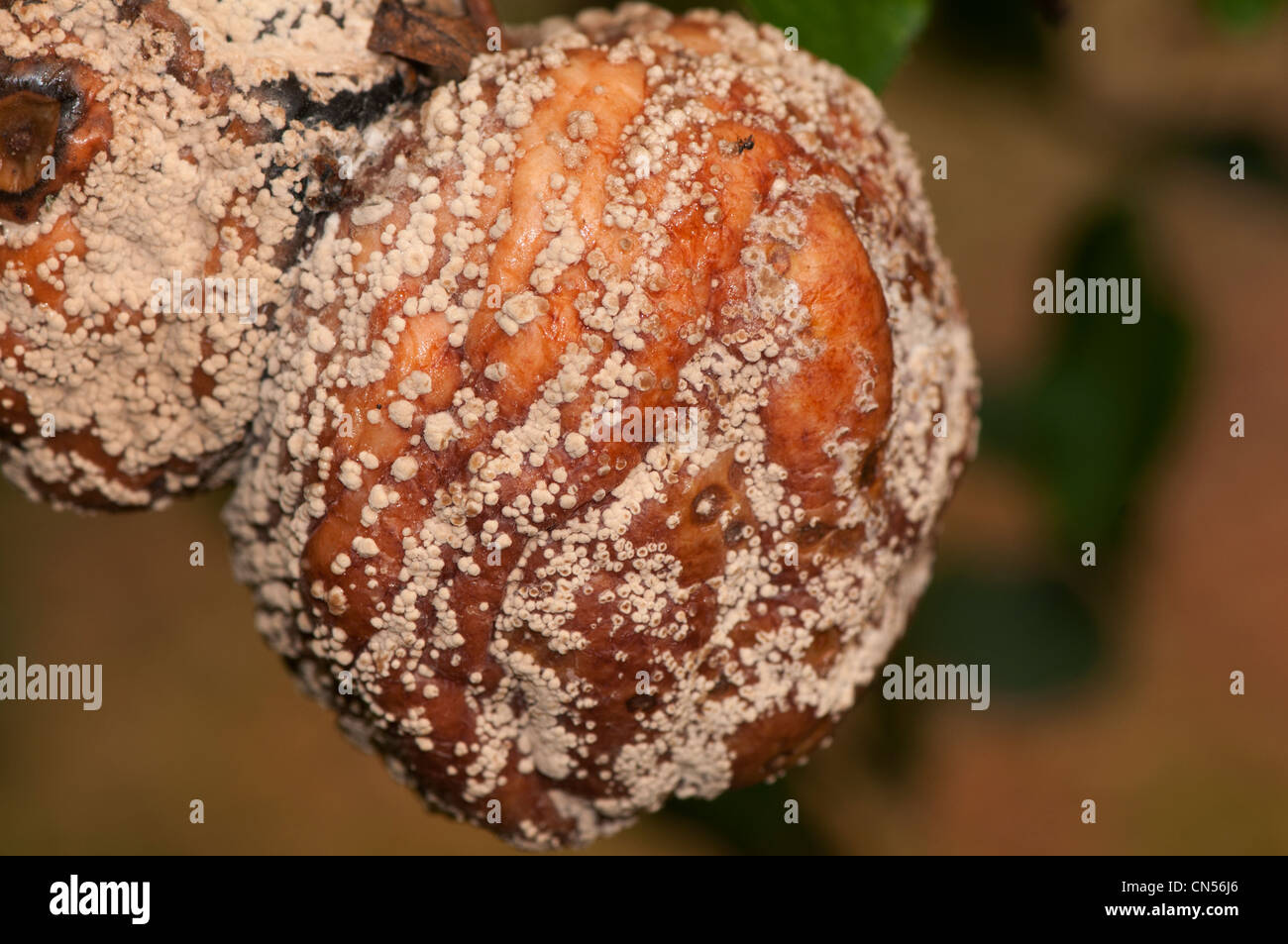 La monilia fructigena, marrón fruto podredumbre, en apple Foto de stock