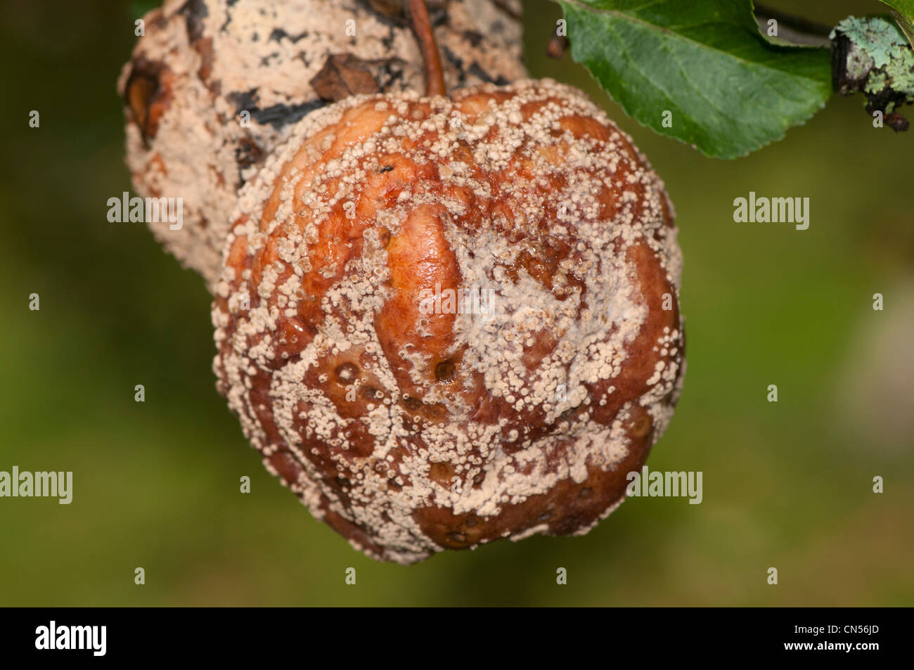 La monilia fructigena, marrón fruto podredumbre, en apple Foto de stock
