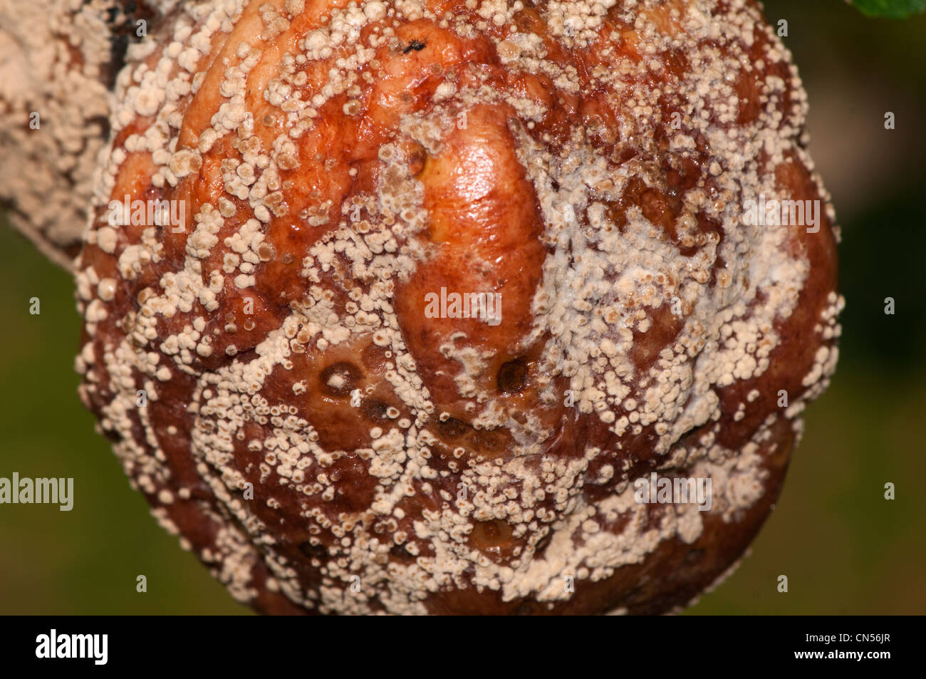 La monilia fructigena, marrón fruto podredumbre, en apple Foto de stock