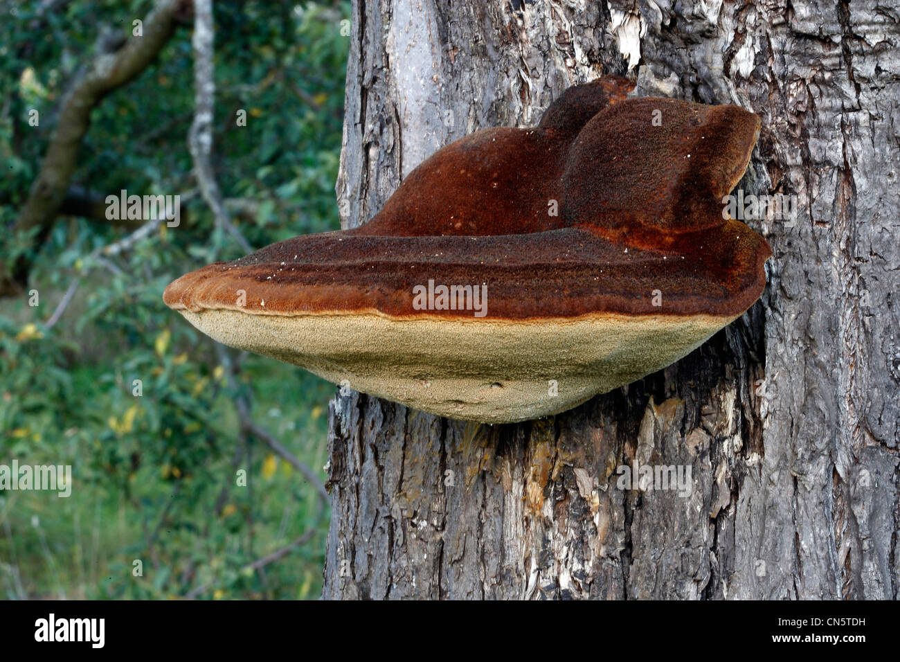 Francia, Bas Rhin, woody Polyporus sobre un árbol frutal Foto de stock