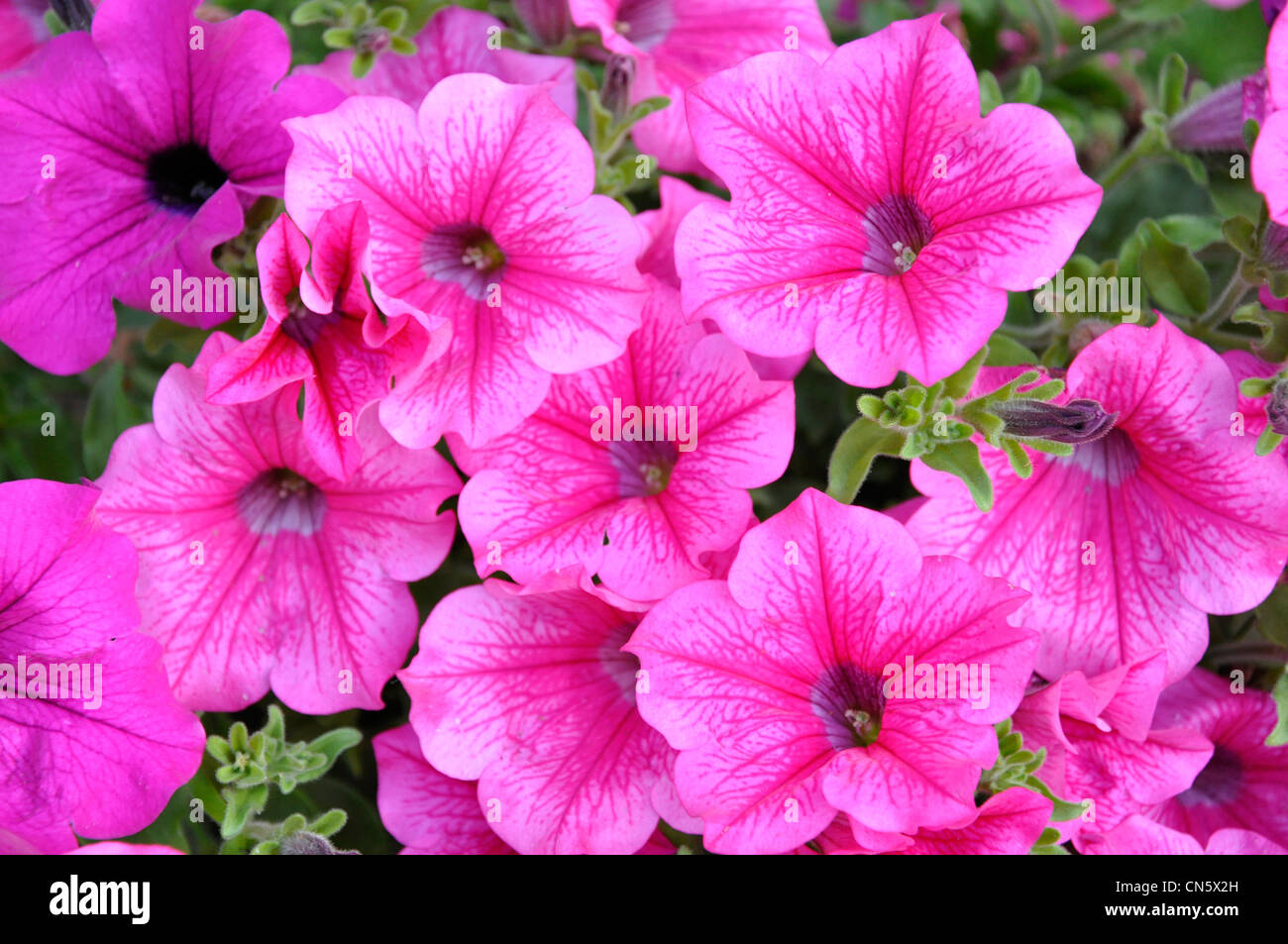 Petunias rosa flor llena jardín de verano Foto de stock