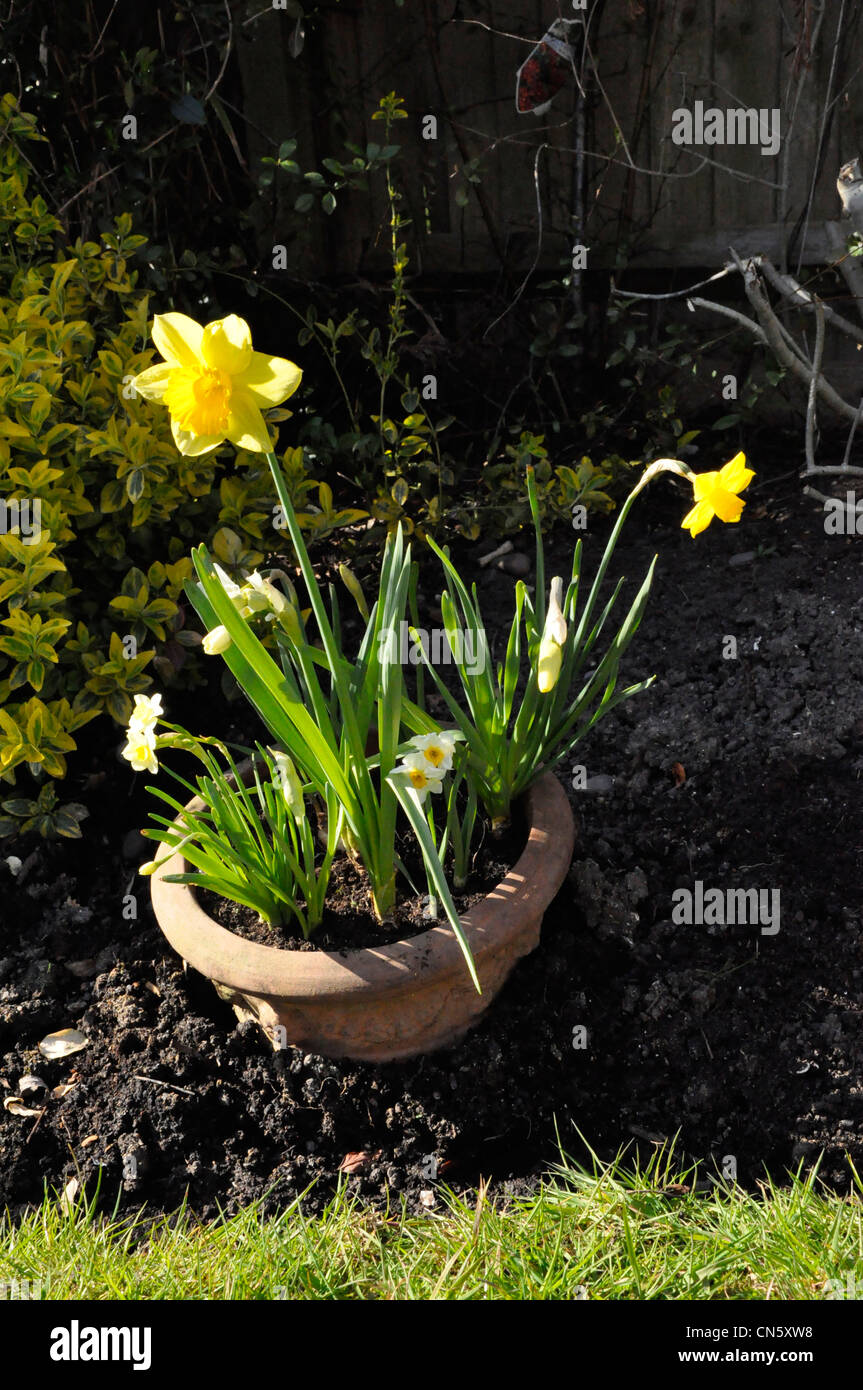 Narciso flores en la sembradora en sunshine Foto de stock