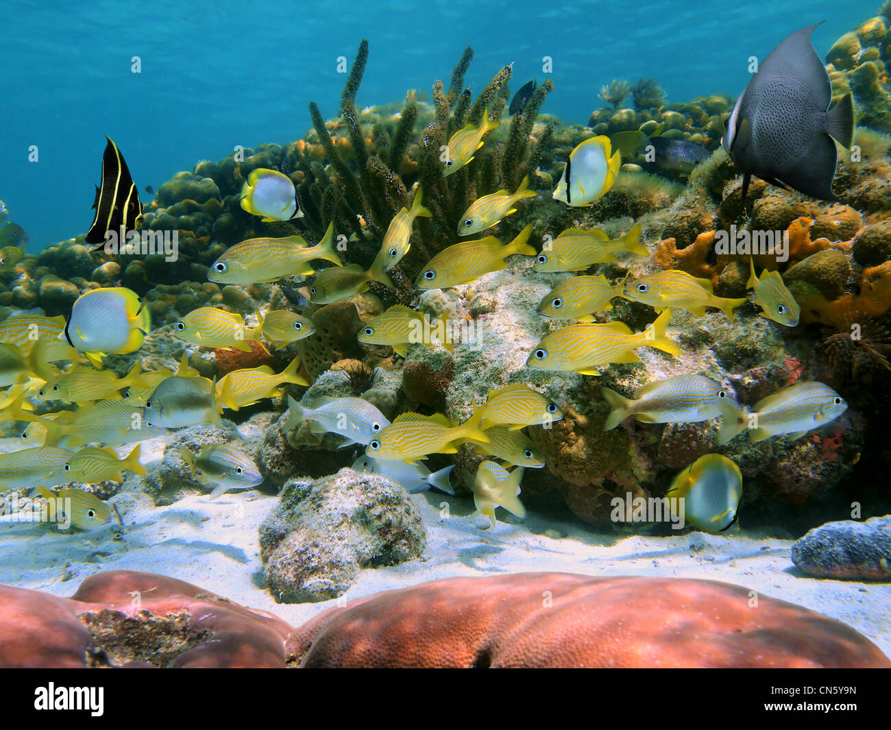 Arrecifes de coral con cardumen de peces tropicales en el mar Caribe Foto de stock
