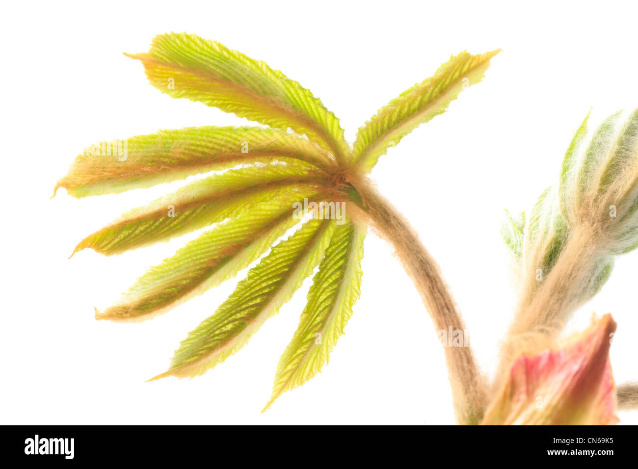 Nuevo brote de Aesculus hippocastanum comúnmente conocido como castaño o Conker árbol. Foto de stock