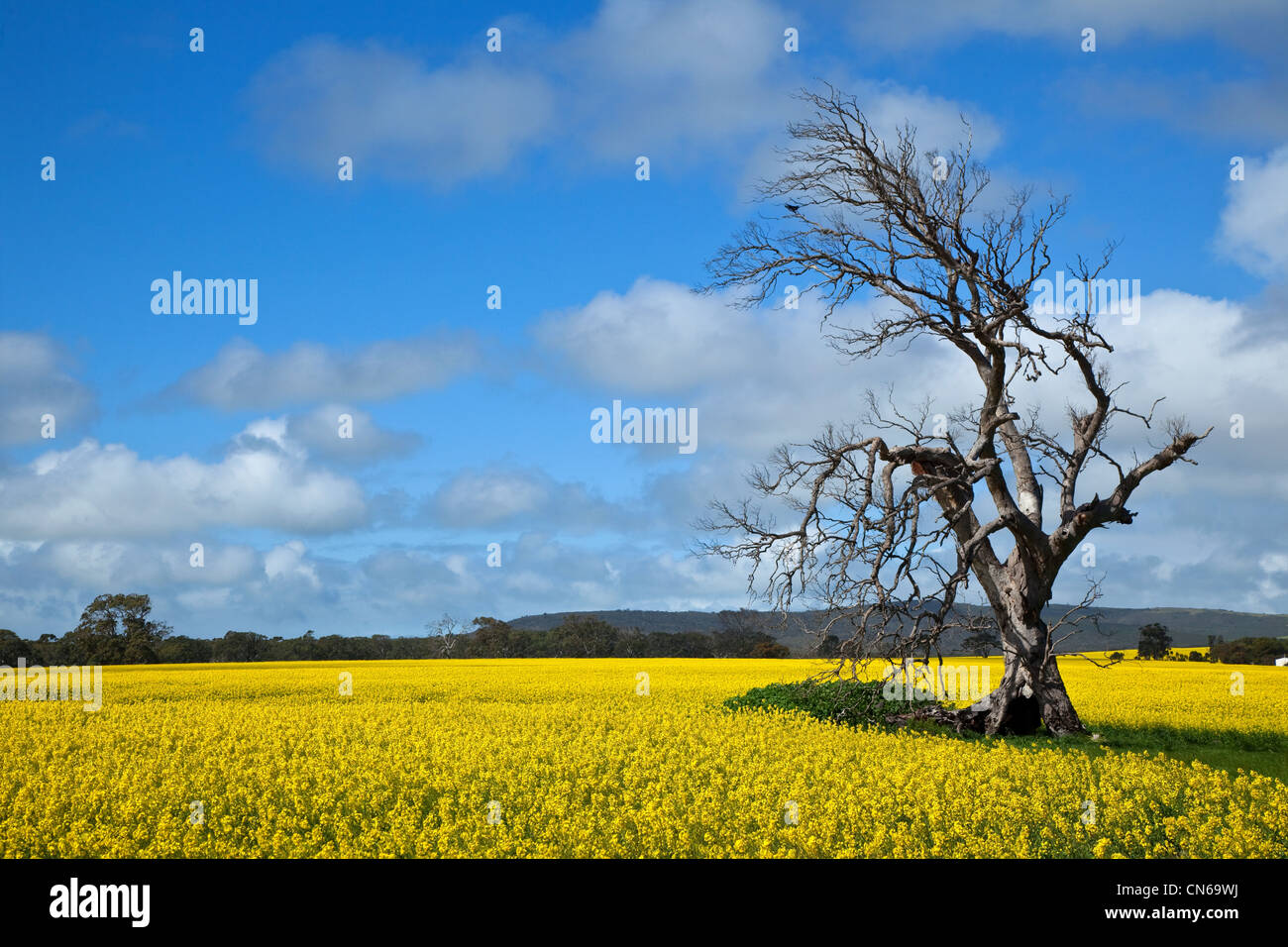 Gum tree en cultivos de canola, península de Eyre, Australia del Sur Foto de stock
