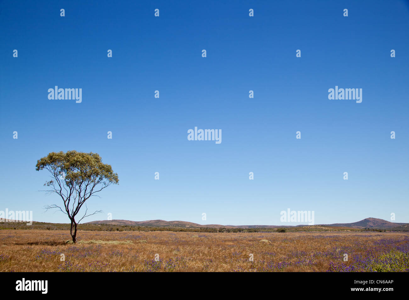 Solo gum tree en una llanura de hierba. Gawler Ranges. En Australia del Sur. Foto de stock