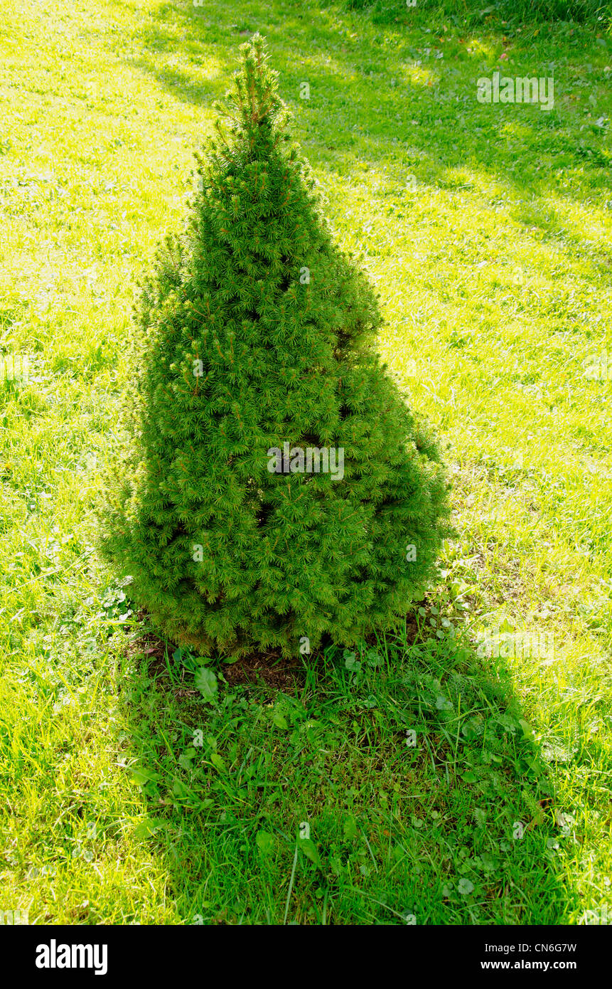 Planta decorativa juniper bush crecen en jardín meadow está bellamente iluminado, sol y sombra. Foto de stock