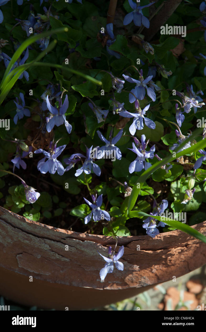 Violetas silvestres (Viola papillionacea) cultivadas en maceta de barro  Fotografía de stock - Alamy