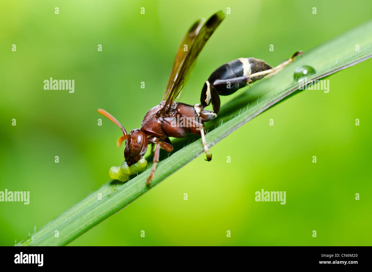 Wasp en el verde de la naturaleza o en el jardín. Es el peligro. Foto de stock