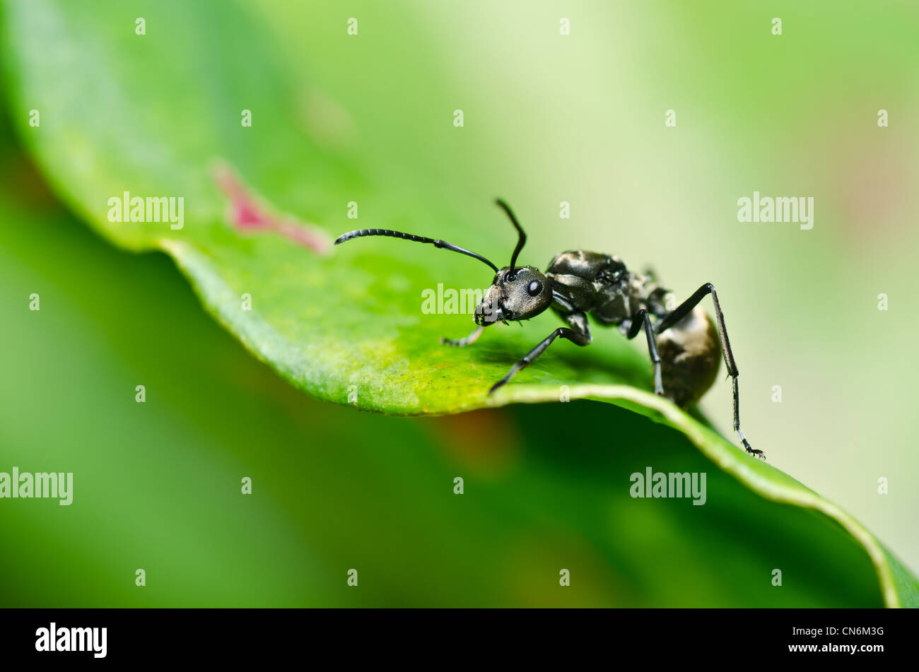 Hormiga negra en el verde de la naturaleza o en el jardín Foto de stock