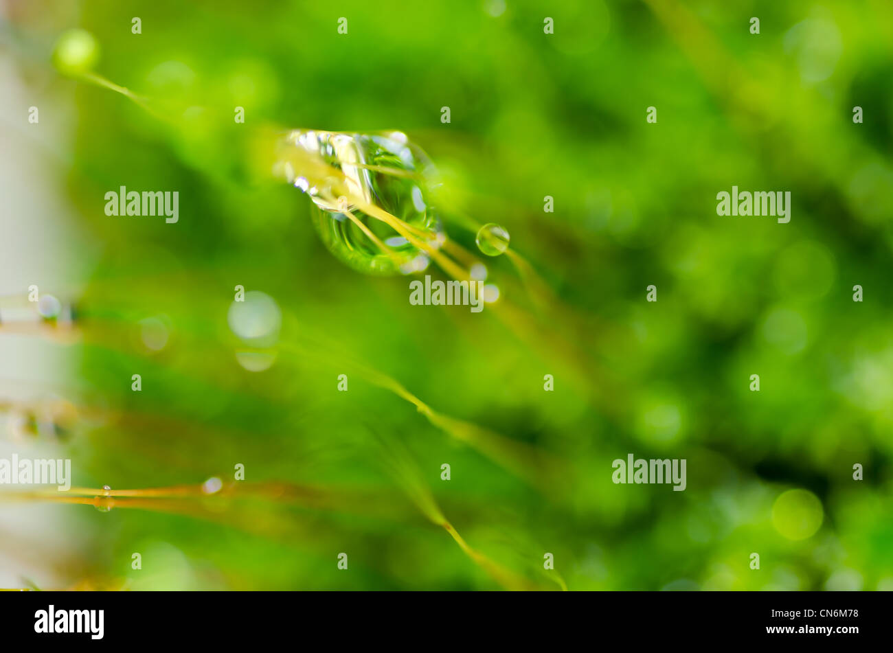 Gotas de agua dulce en la naturaleza o en verde bosque Fotografía de stock Alamy