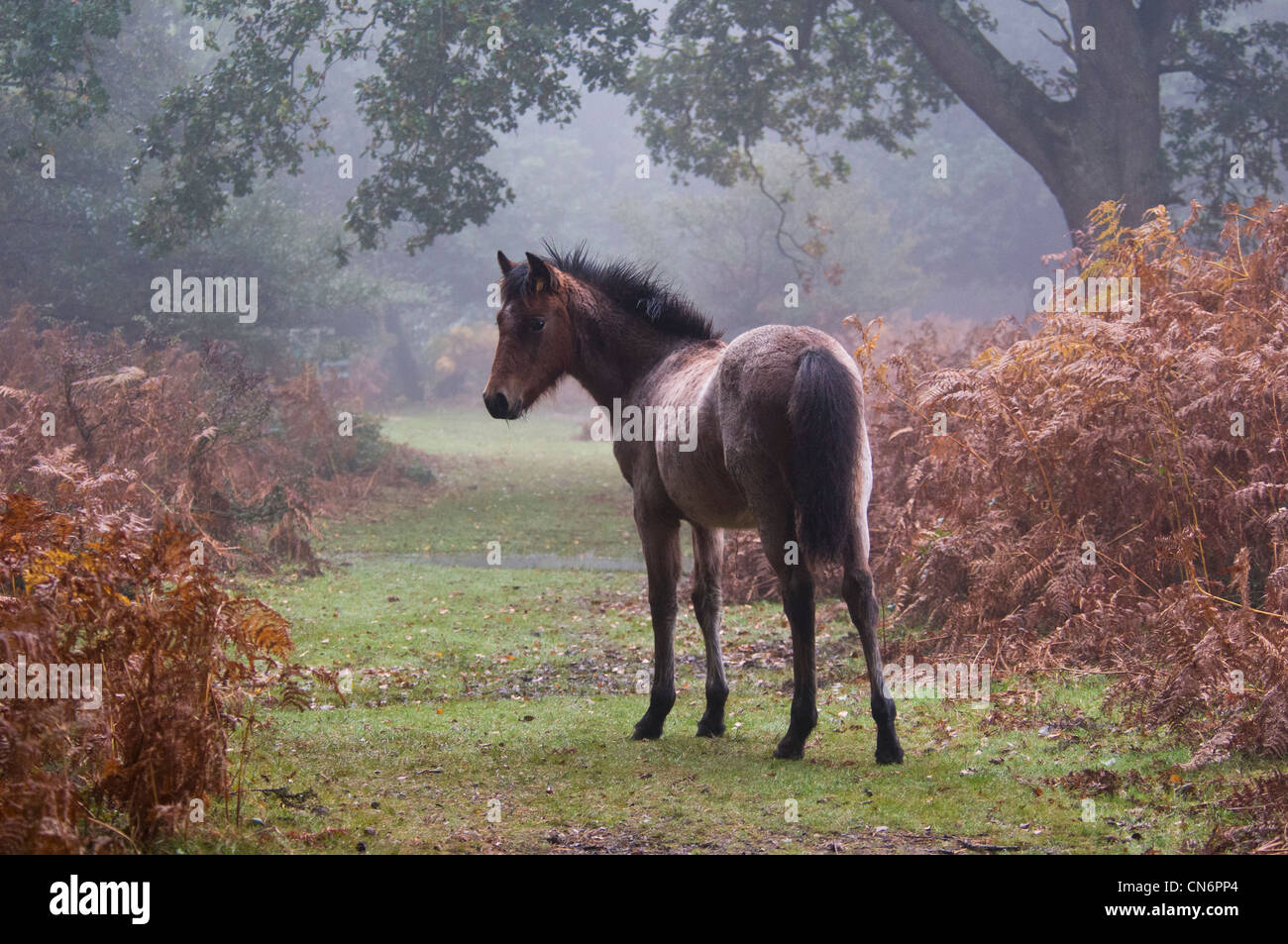 New Forest Pony (Equus caballus) en las primeras horas de la mañana la niebla y rodeado de otoño de Bracken, en New Forest, Hampshire. De octubre. Foto de stock