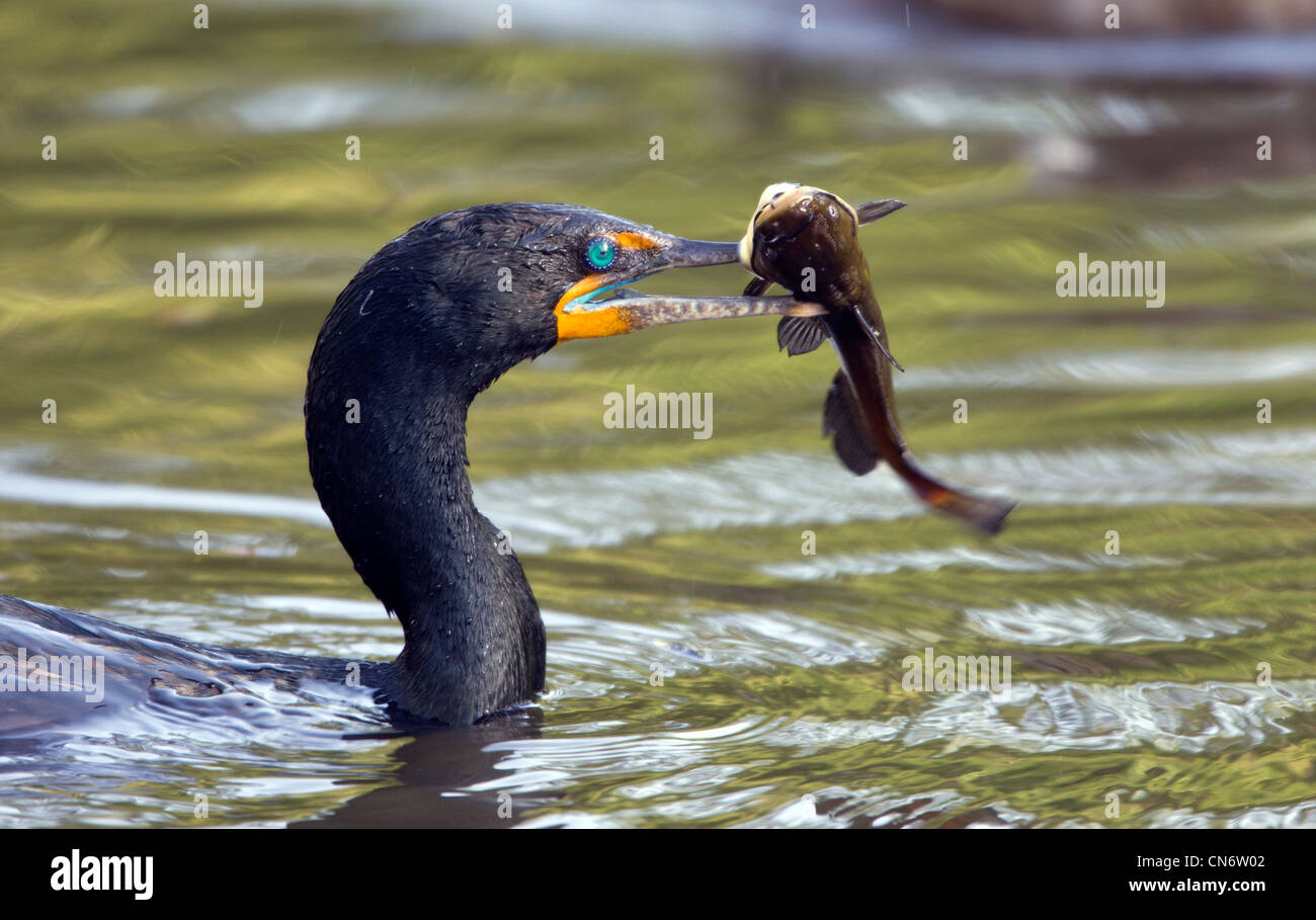 Cormoranes crested dobles con un bagre Foto de stock