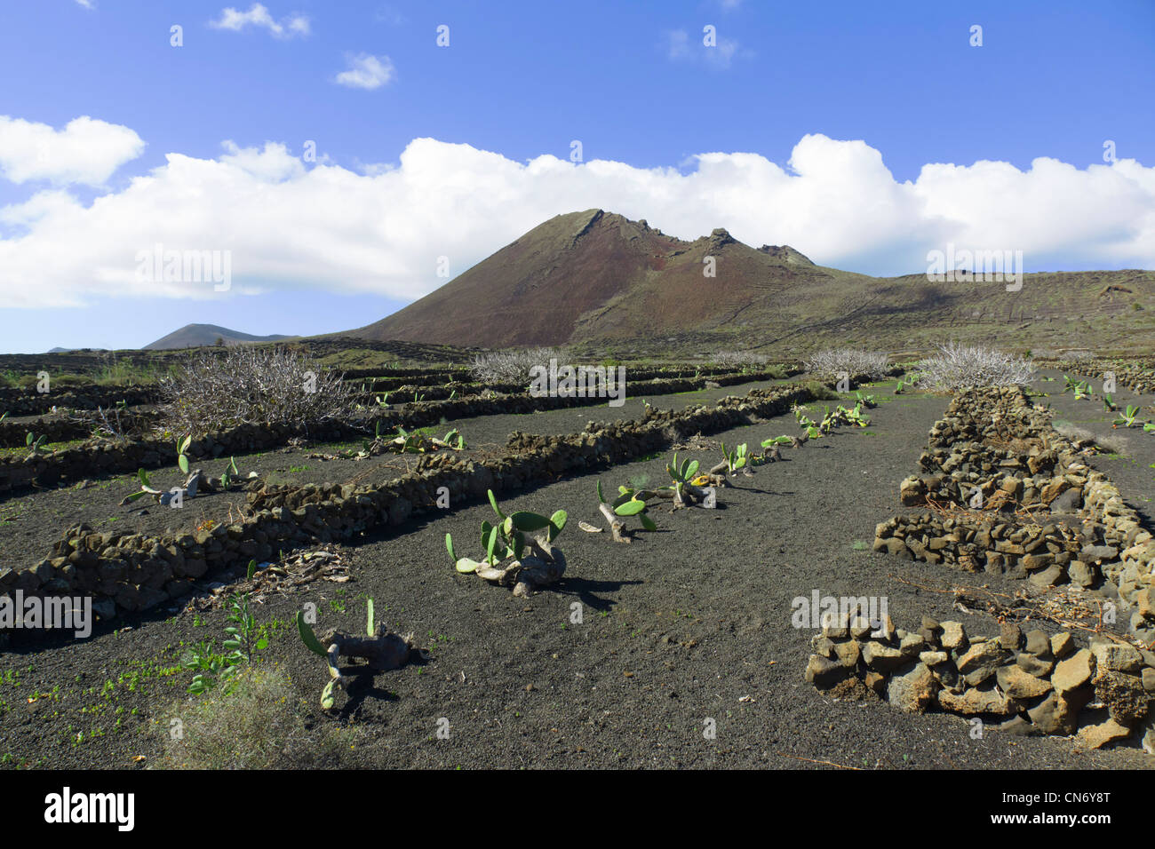 Lanzarote - al norte de la isla, entre Guinate y Orzola, La Montaña de la Corona. La agricultura. Campos de cochinilla el crecimiento temprano. Foto de stock