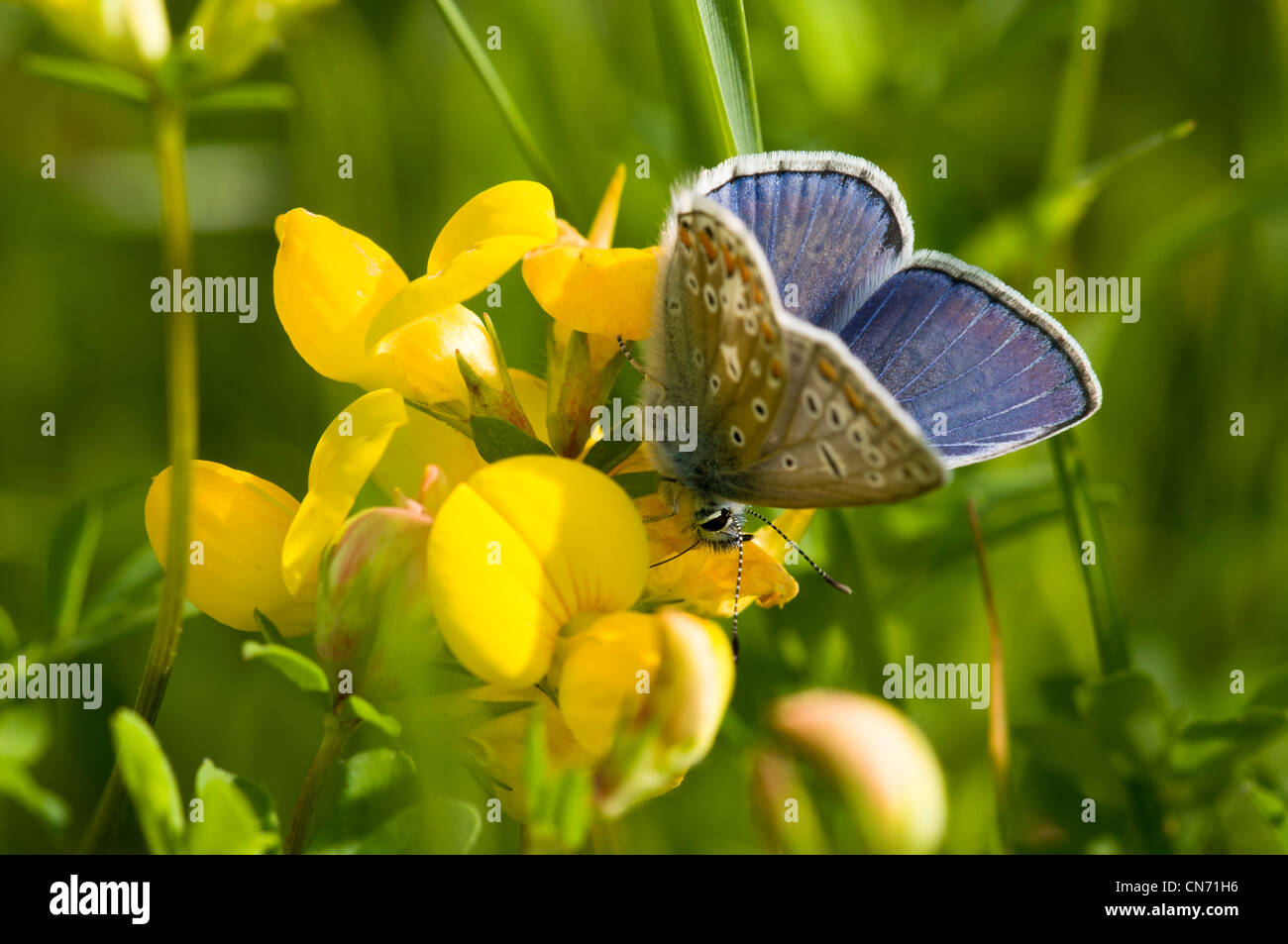 Un hombre común mariposa azul alimentándose de bird'spie el trébol en un wildflower meadow en North Downs en Kent Foto de stock