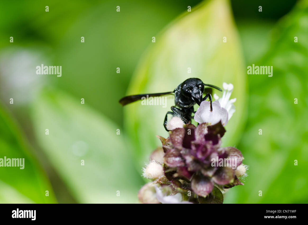 Avispa negra en el verde de la naturaleza o en el jardín. Es el peligro