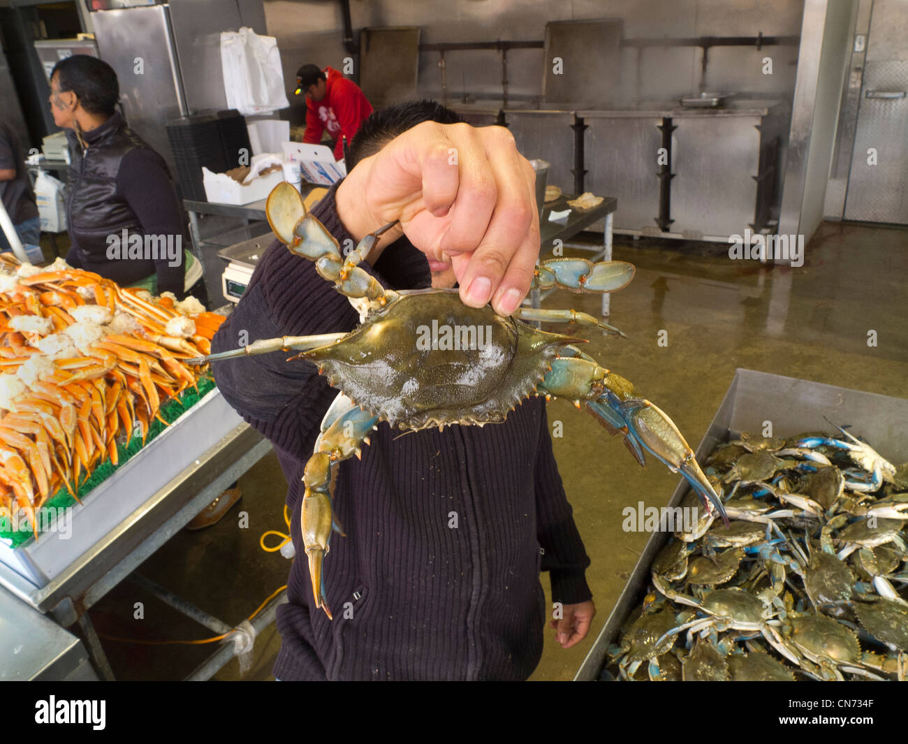 jueves Creación Estimado Manteniendo vivo el cangrejo de cáscara blanda Fotografía de stock - Alamy