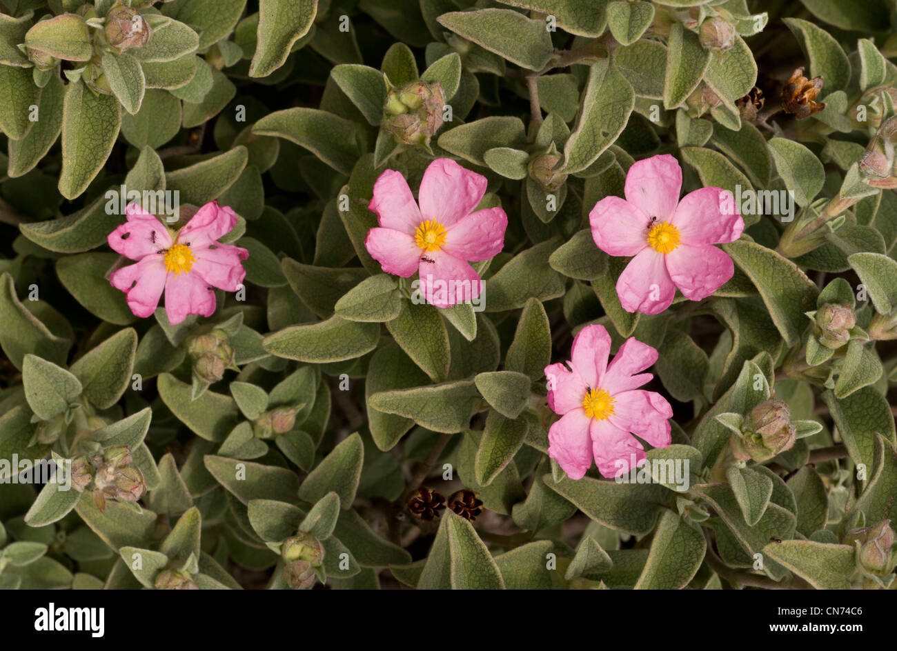 Pequeña Flor, Cistus Cistus en phrygana parviflorus, en Chios, Grecia. Foto de stock