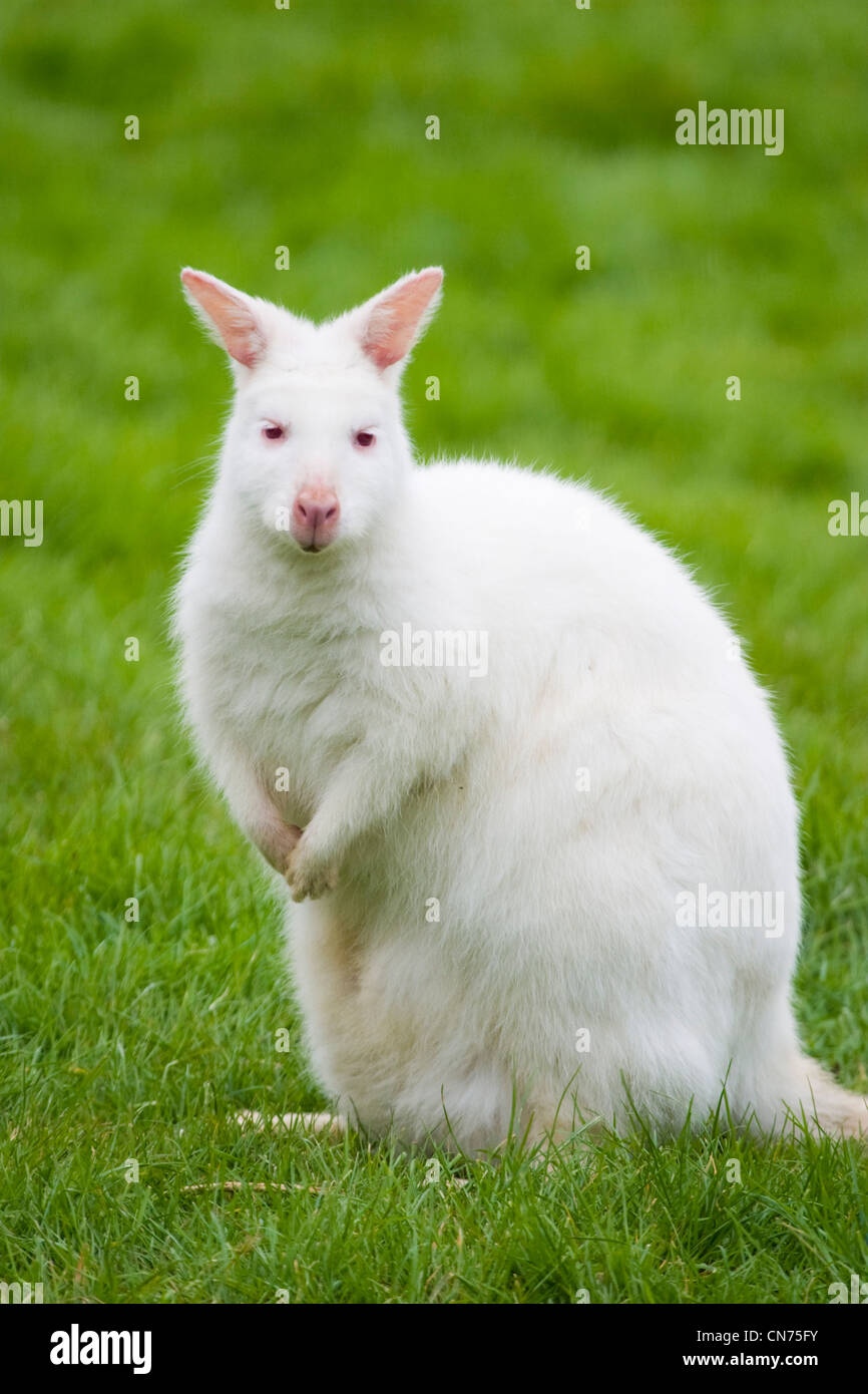 Raro blanco albino Wallaby Foto de stock