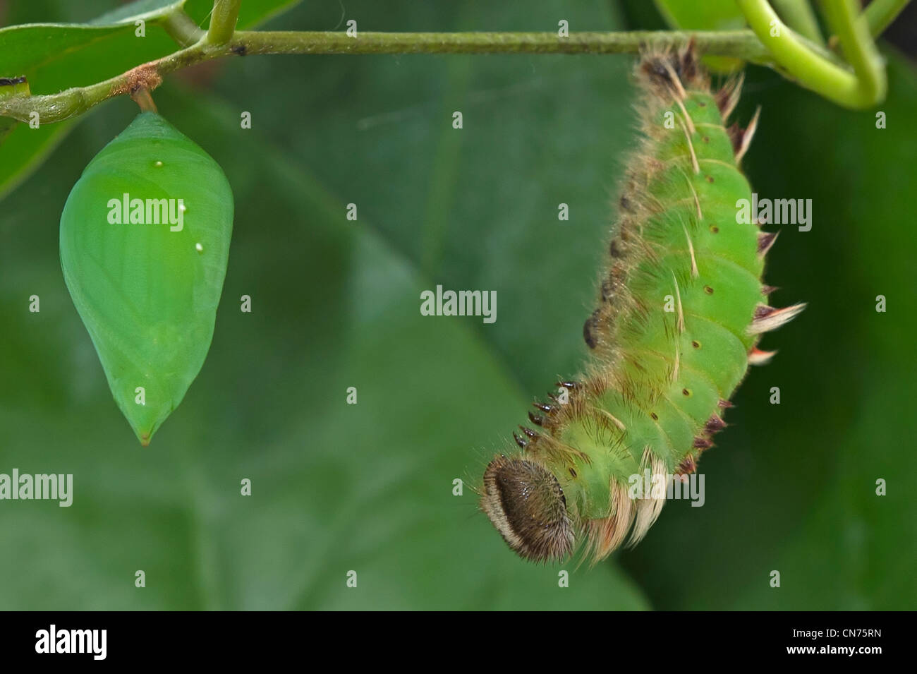 Una pupa y pupating larva de mariposa Morpho azul Foto de stock