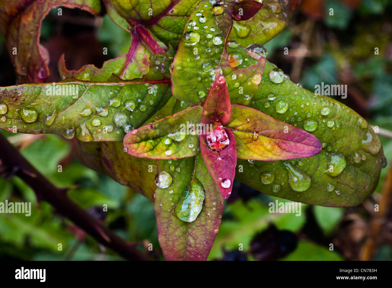 Las gotas de lluvia sobre hojas, Shropshire, RU Foto de stock