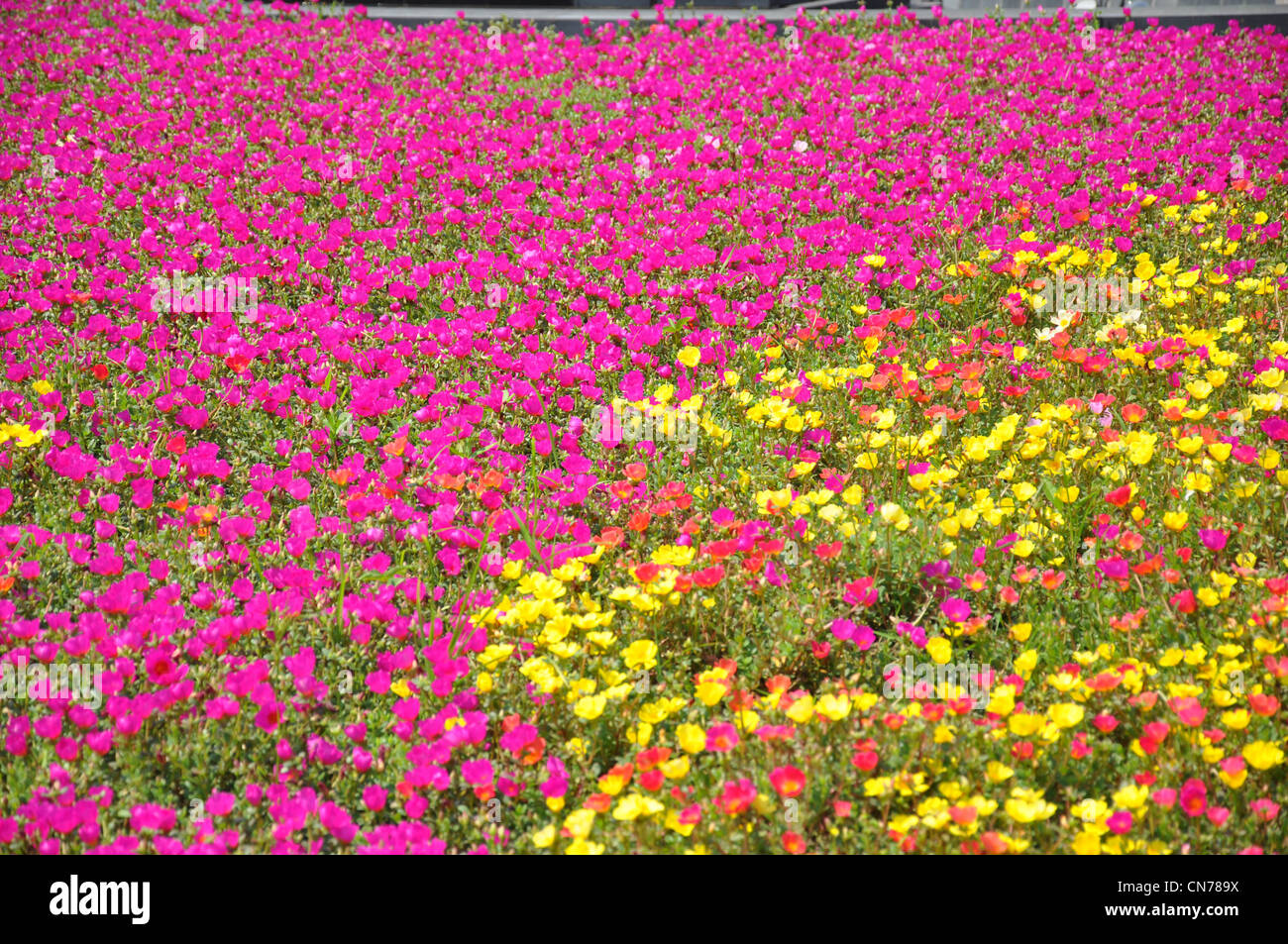 Mar de flores Foto de stock