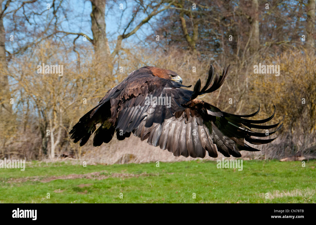 Un águila real en vuelo Foto de stock