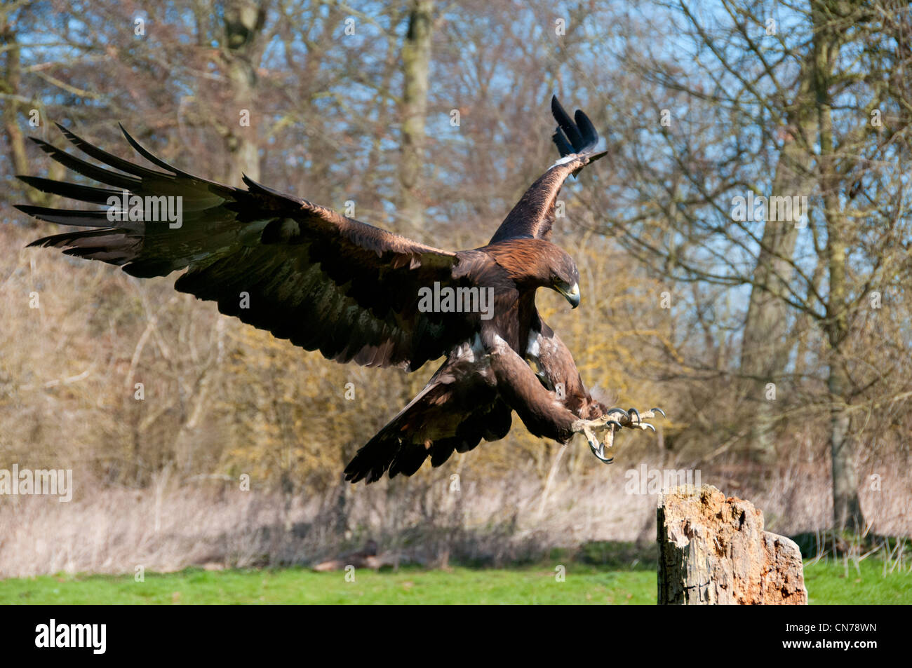 Un águila real en vuelo a la tierra en un viejo tocón de árbol Foto de stock