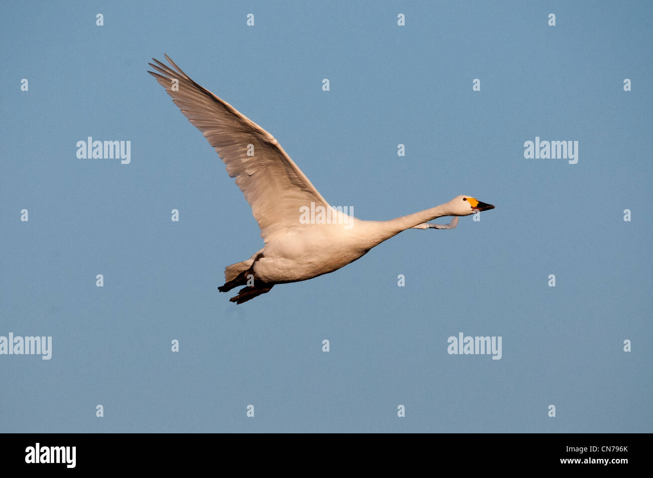 Bewicks swan en vuelo Foto de stock