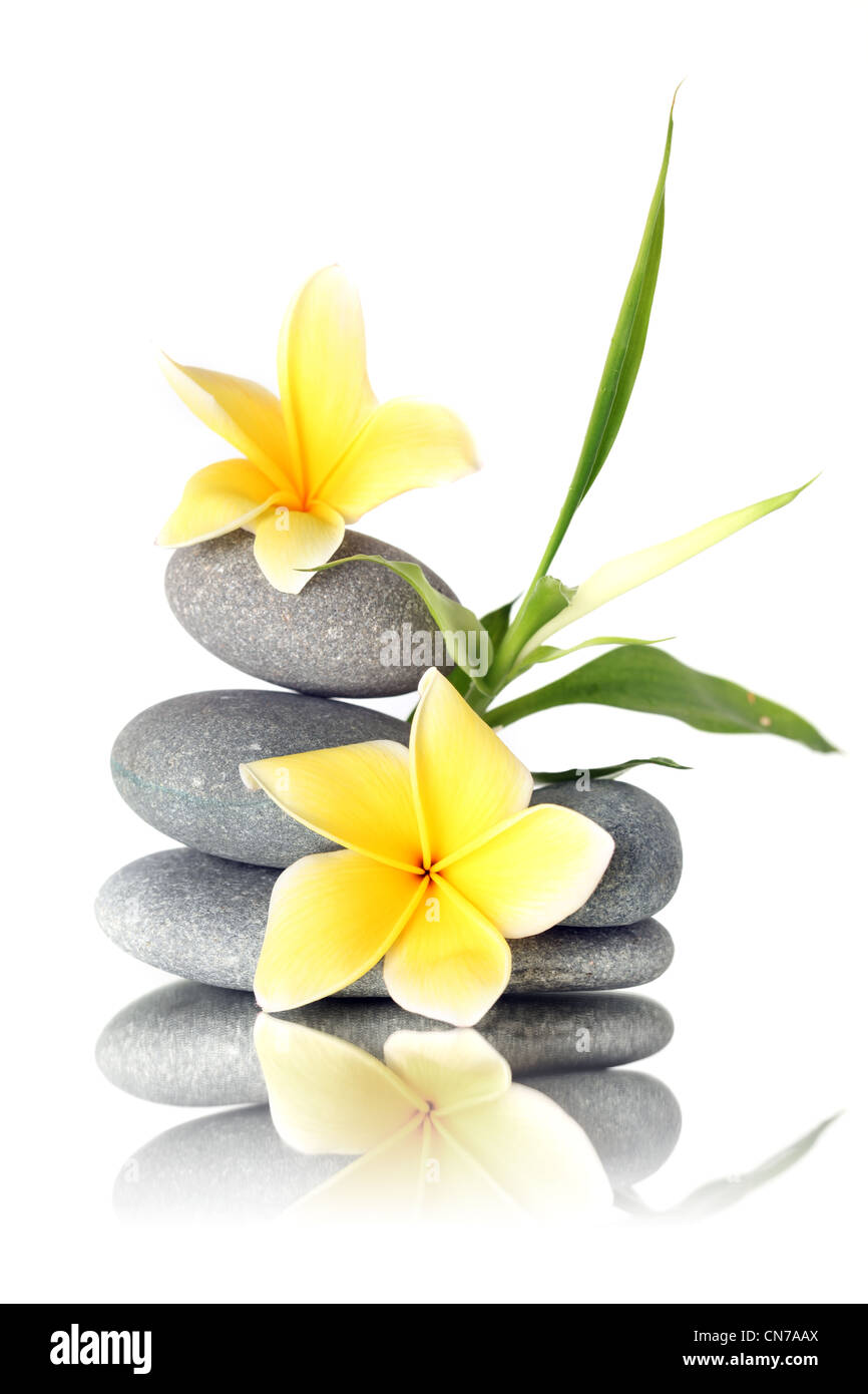 Flores amarillas sobre piedras apiladas - aislado en blanco Fotografía de  stock - Alamy