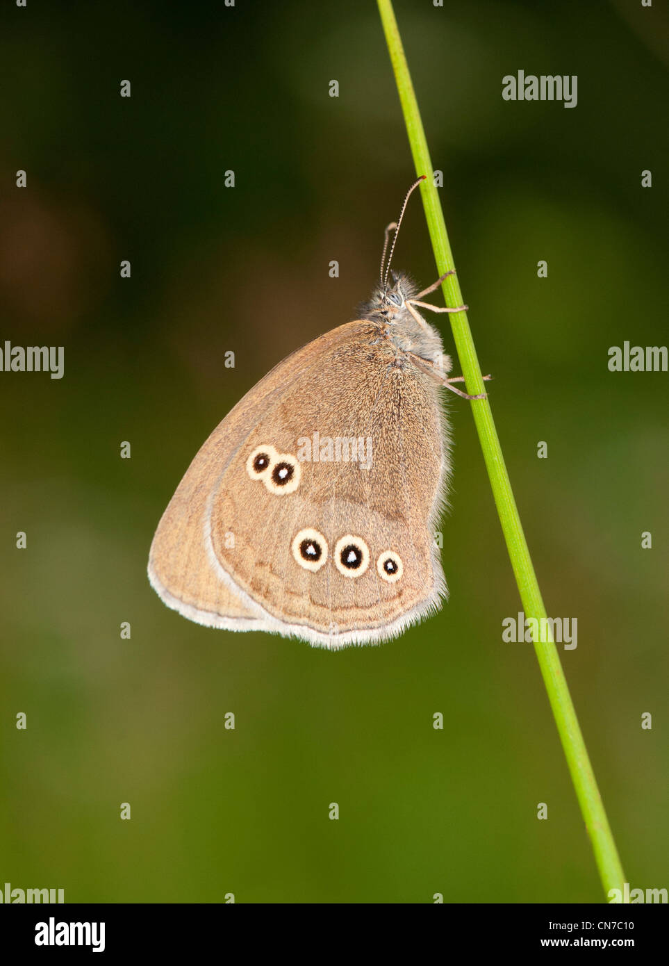 Una mariposa ringlet descansa sobre un tallo de hierba Foto de stock
