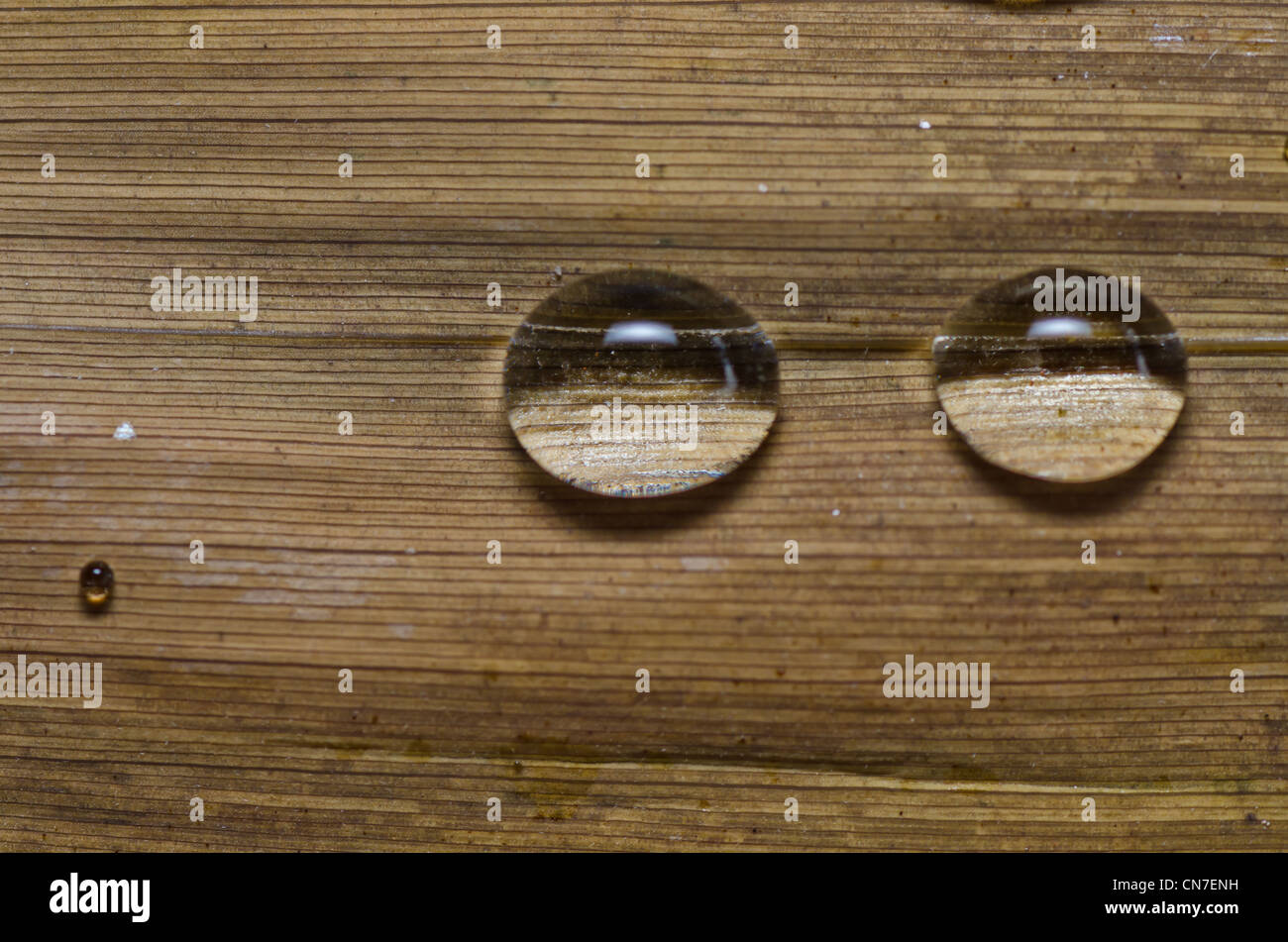 Gotas de agua dulce en la naturaleza o en verde bosque Fotografía de stock Alamy
