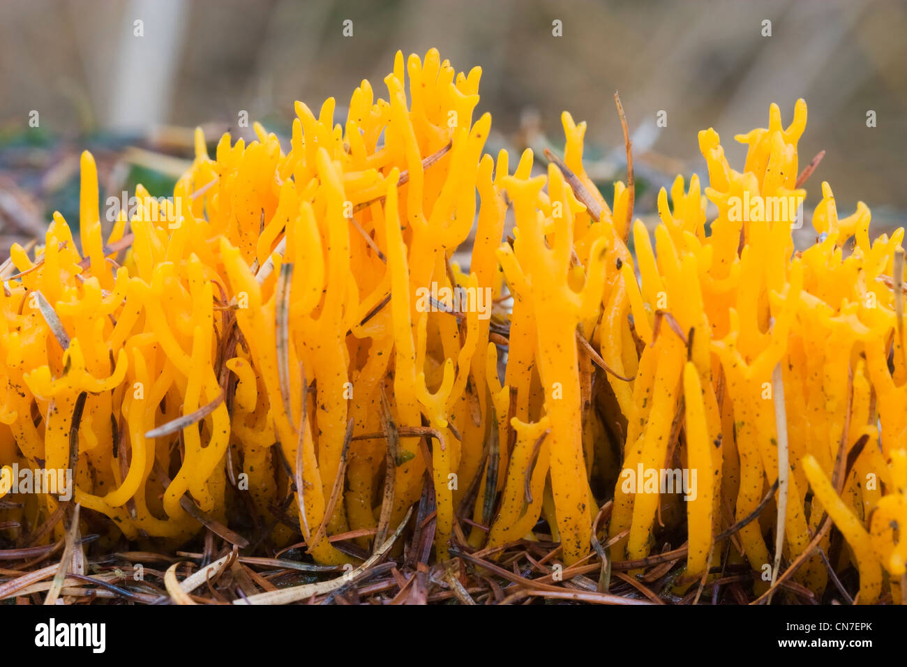 Amarillo (hongo Staghorn calocera viscosa), un hongo coral. Foto de stock